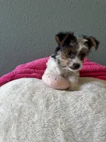 Coco, a female Yorkshire Terrier for sale in Albuquerque, NM – 5 of 9
