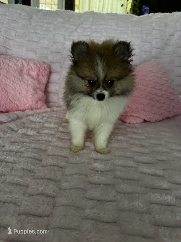 Coco – Pomeranian puppy for sale in Albuquerque, NM