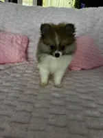 Coco, a female Pomeranian for sale in Albuquerque, NM – 1 of 6