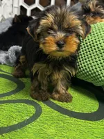 Winston, a male Yorkshire Terrier for sale in Albuquerque, NM – 4 of 6