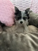 Chanel, a female Yorkshire Terrier for sale in Albuquerque, NM – 2 of 6