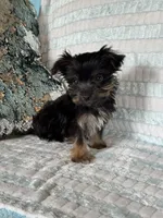 Rockin, a male Yorkshire Terrier for sale in Albuquerque, NM – 3 of 7