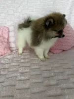 Coco, a female Pomeranian for sale in Albuquerque, NM – 5 of 6