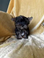 Tiny Toes (Snuggles), a male Yorkshire Terrier for sale in Albuquerque, NM – 4 of 7