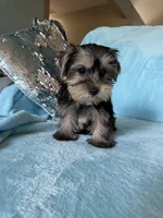 Moses, a male Yorkshire Terrier for sale in Albuquerque, NM – 5 of 6
