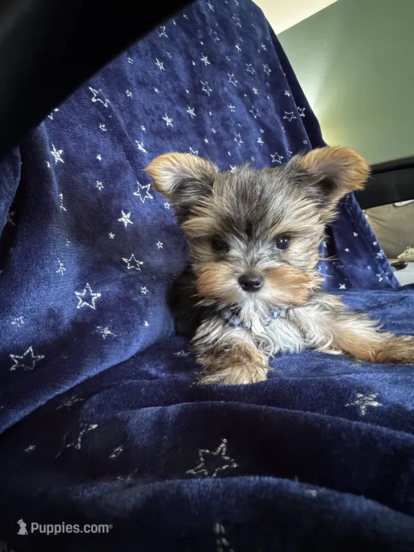 Sam – Yorkshire Terrier puppy for sale in Albuquerque, NM