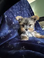 Sam, a male Yorkshire Terrier for sale in Albuquerque, NM – 1 of 7