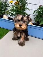Rover, a male Yorkshire Terrier for sale in Albuquerque, NM – 3 of 5