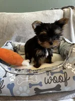 Gizmo, a male Yorkshire Terrier for sale in Albuquerque, NM – 2 of 6