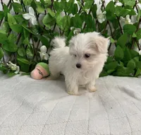 Milo, a male Maltese for sale in Albuquerque, NM – 6 of 7