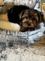 Cosmo, a male Yorkshire Terrier for sale in Albuquerque, NM – 4 of 6