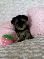 Lacie, a female Yorkshire Terrier for sale in Albuquerque, NM – 3 of 6
