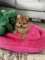 Betty boop, a female Pomeranian for sale in Albuquerque, NM – 3 of 6