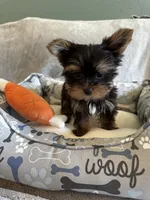Gizmo, a male Yorkshire Terrier for sale in Albuquerque, NM – 6 of 6