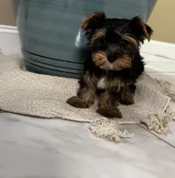 Sammy, a male Yorkshire Terrier for sale in Albuquerque, NM – 2 of 3