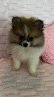 Coco, a female Pomeranian for sale in Albuquerque, NM – 2 of 6