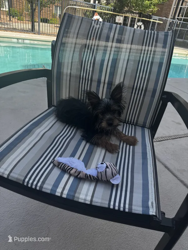 Sunny – Yorkshire Terrier puppy for sale in Albuquerque, NM