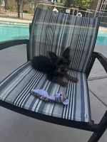Sunny, a male Yorkshire Terrier for sale in Albuquerque, NM – 1 of 5