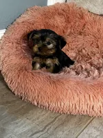 Precious, a female Yorkshire Terrier for sale in Albuquerque, NM – 7 of 10
