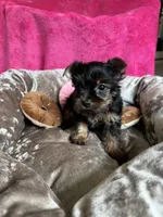 Sally, a female Yorkshire Terrier for sale in Albuquerque, NM – 6 of 7