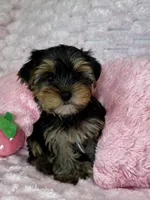 Lacie, a female Yorkshire Terrier for sale in Albuquerque, NM – 5 of 6