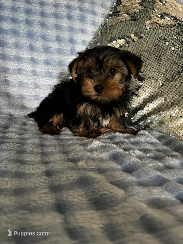Manchester (Manny) – Yorkshire Terrier puppy for sale in Albuquerque, NM