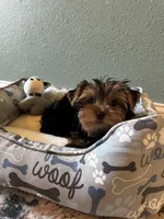 Cosmo, a male Yorkshire Terrier for sale in Albuquerque, NM – 5 of 6