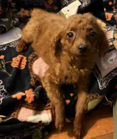 Millie, a female Goldendoodle for sale in Centralia, MO – 3 of 10