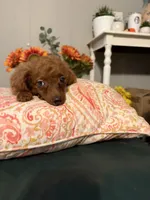 Millie, a female Goldendoodle for sale in Centralia, MO – 7 of 10