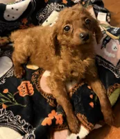 Millie, a female Goldendoodle for sale in Centralia, MO – 1 of 10