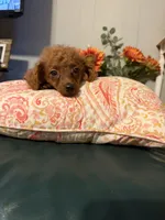 Millie, a female Goldendoodle for sale in Centralia, MO – 8 of 10