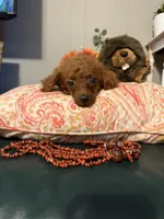Millie, a female Goldendoodle for sale in Centralia, MO – 10 of 10