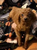 Millie, a female Goldendoodle for sale in Centralia, MO – 2 of 10