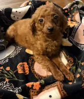 Millie, a female Goldendoodle for sale in Centralia, MO – 4 of 10