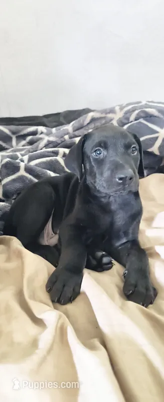Mr – Doberman Pinscher puppy for sale in Hugo, CO