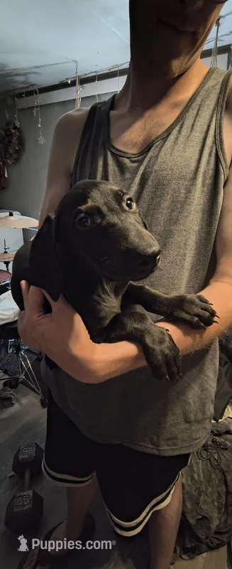 Mo – Doberman Pinscher puppy for sale in Hugo, CO