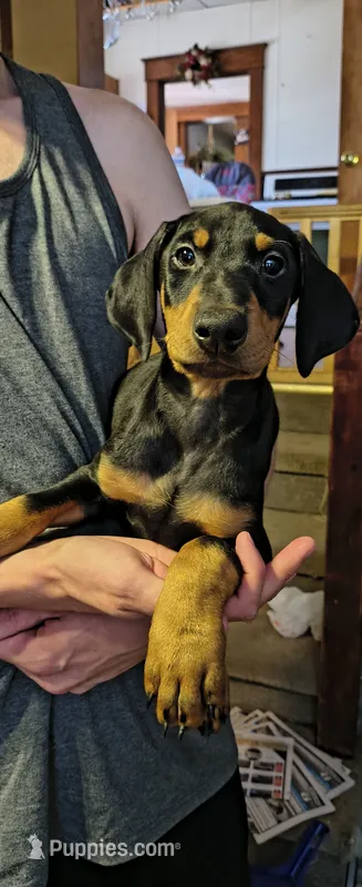 Pepper – Doberman Pinscher puppy for sale in Hugo, CO