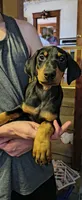 Pepper, a male Doberman Pinscher for sale in Hugo, CO – 1 of 1
