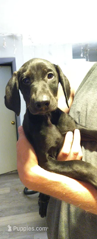Larry – Doberman Pinscher puppy for sale in Hugo, CO