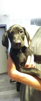 Larry, a male Doberman Pinscher for sale in Hugo, CO – 1 of 1