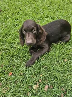 Addy, a female Boykin Spaniel for sale in Blackville, SC – 2 of 2