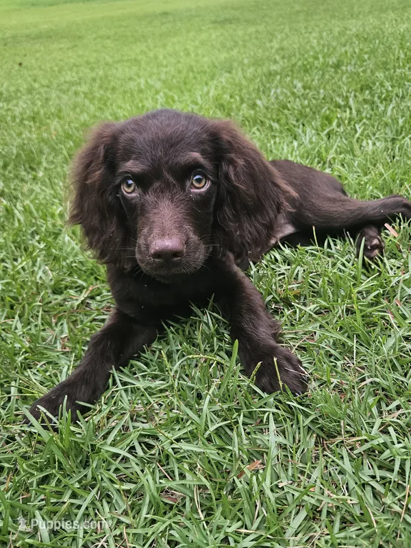 Sadie – Boykin Spaniel puppy for sale in Blackville, SC