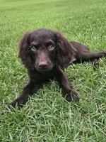 Sadie, a female Boykin Spaniel for sale in Blackville, SC – 1 of 3