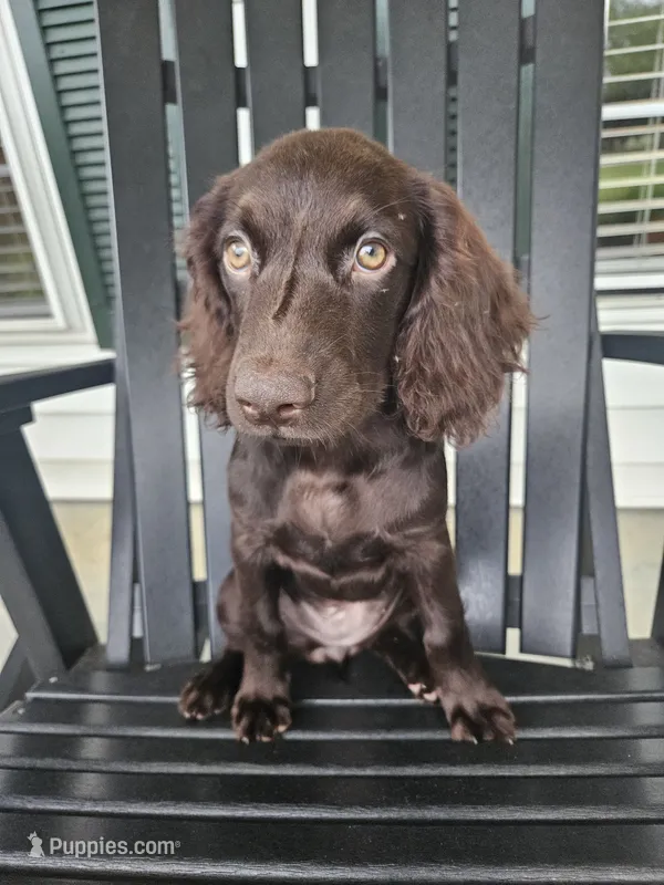 Addy – Boykin Spaniel puppy for sale in Blackville, SC