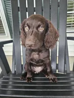 Addy, a female Boykin Spaniel for sale in Blackville, SC – 1 of 2