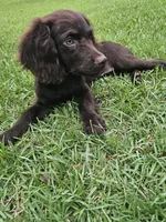 Sadie, a female Boykin Spaniel for sale in Blackville, SC – 2 of 3