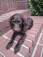 Sadie, a female Boykin Spaniel for sale in Blackville, SC – 3 of 3