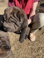 Harry , a male Chinese Shar-Pei for sale in Nauvoo, IL – Photo 4 of 10