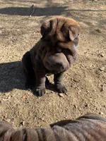 Ron, a male Chinese Shar-Pei for sale in Nauvoo, IL – Photo 3 of 9