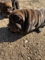 Ron, a male Chinese Shar-Pei for sale in Nauvoo, IL – Photo 4 of 9